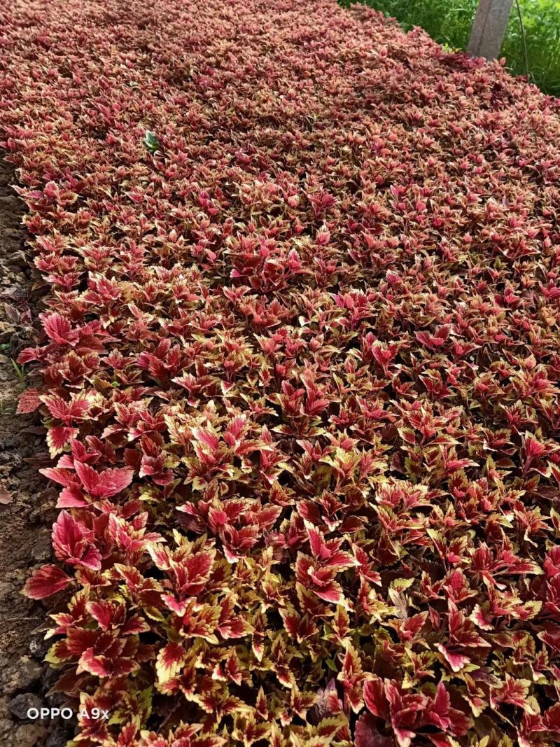 彩叶草基地直供进口彩叶草彩叶草基地