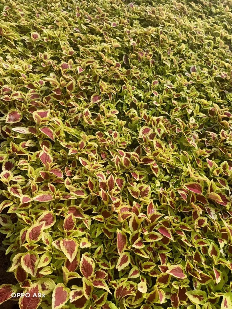 彩叶草基地直供进口彩叶草彩叶草基地