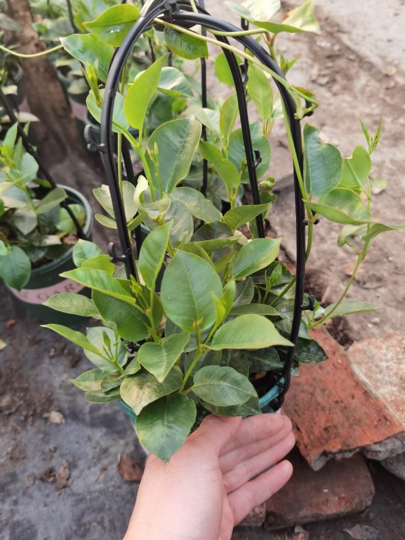 飘香藤/爬藤植物/带花发货/基地直销/价格优惠/