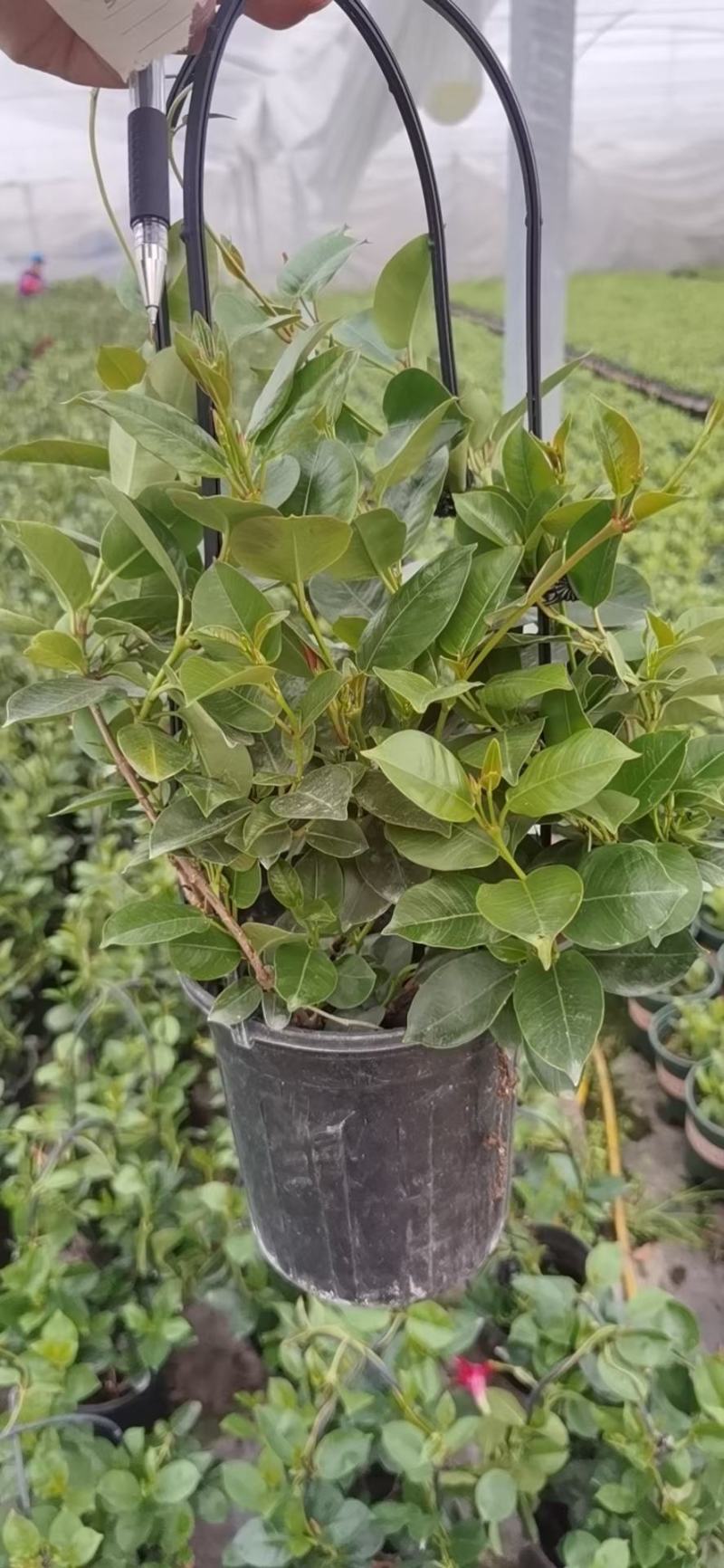飘香藤/爬藤植物/带花发货/基地直销/价格优惠/