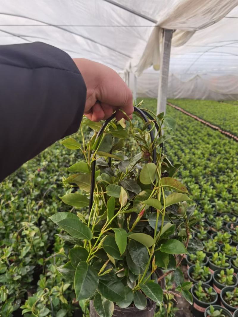 飘香藤/爬藤植物/带花发货/基地直销/价格优惠/