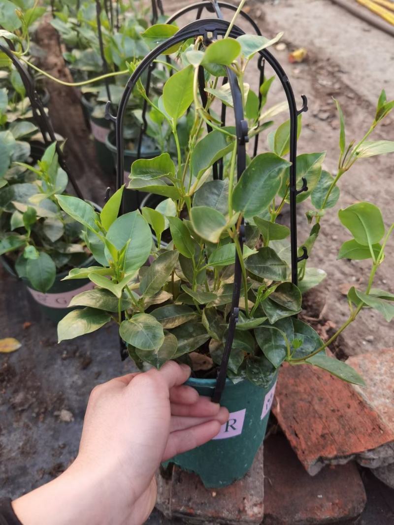飘香藤/爬藤植物/带花发货/基地直销/价格优惠/