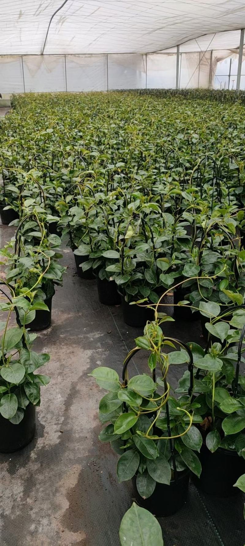 飘香藤/爬藤植物/带花发货/基地直销/价格优惠/