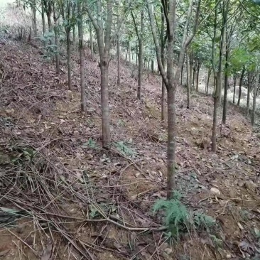 出售桂花树，有想法的联系