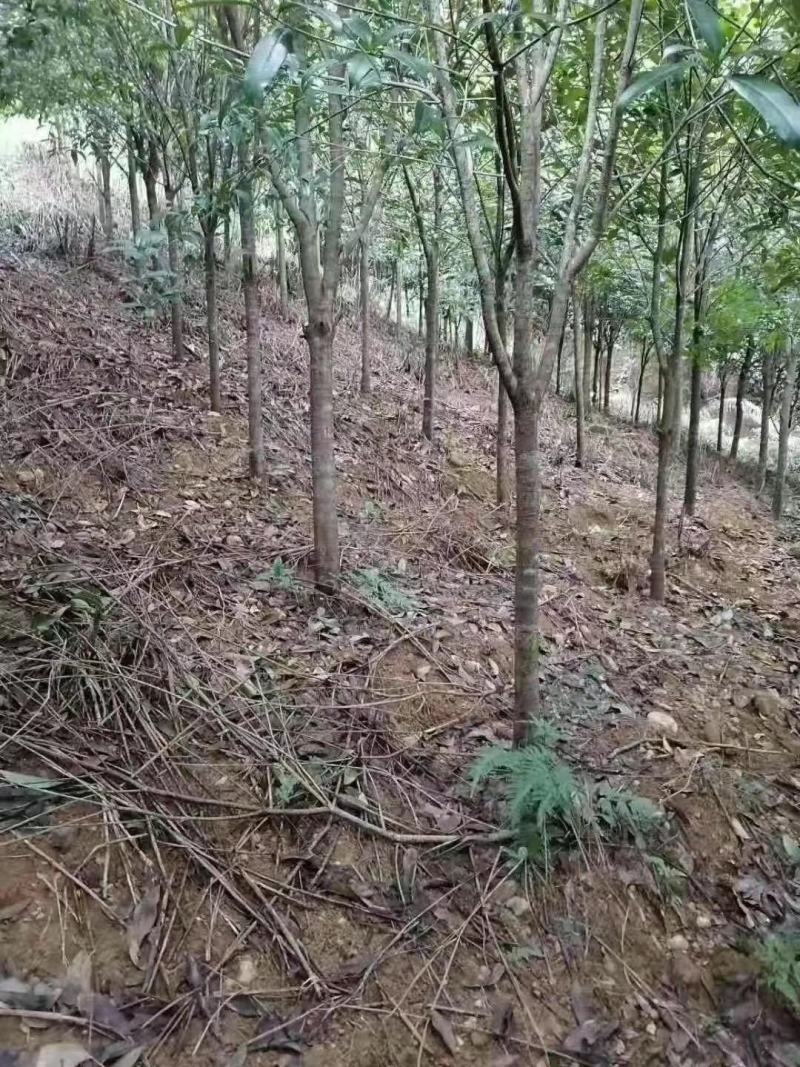 出售桂花树，有想法的联系