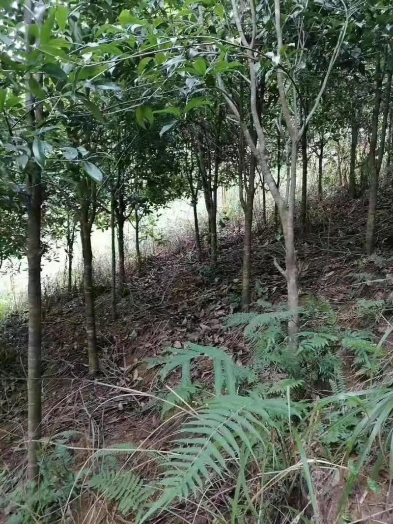 出售桂花树，有想法的联系