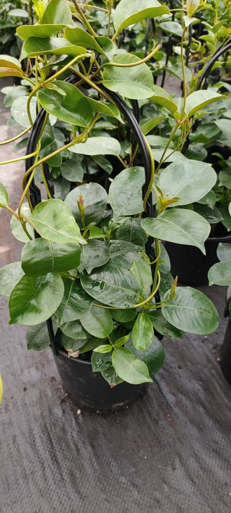 飘香藤/爬藤植物/带花发货/基地直销/价格优惠/