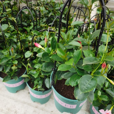 飘香藤/爬藤植物/带花发货/基地直销/价格优惠/