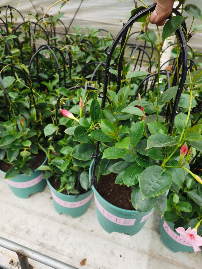 飘香藤/爬藤植物/带花发货/基地直销/价格优惠/