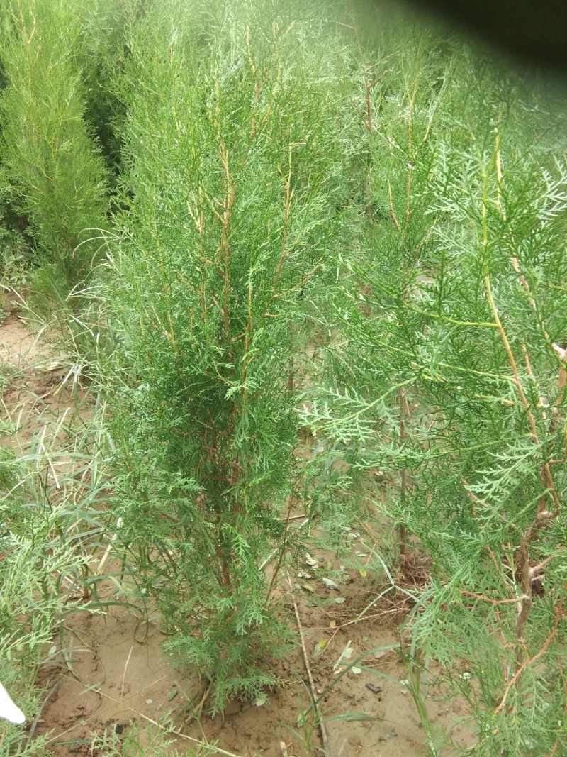 测柏苗量大有3万多棵