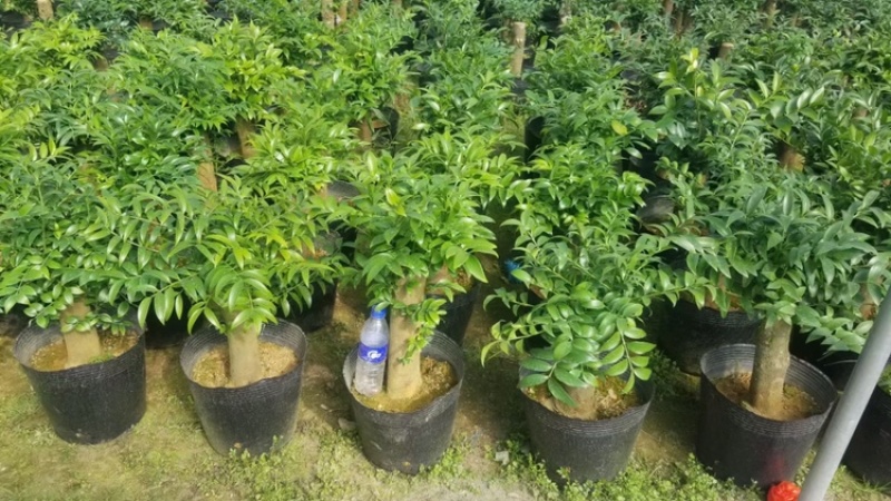 竹柏树桩货源永福花卉基本直销