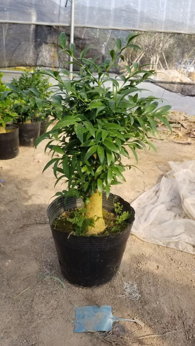 竹柏树桩货源永福花卉基本直销