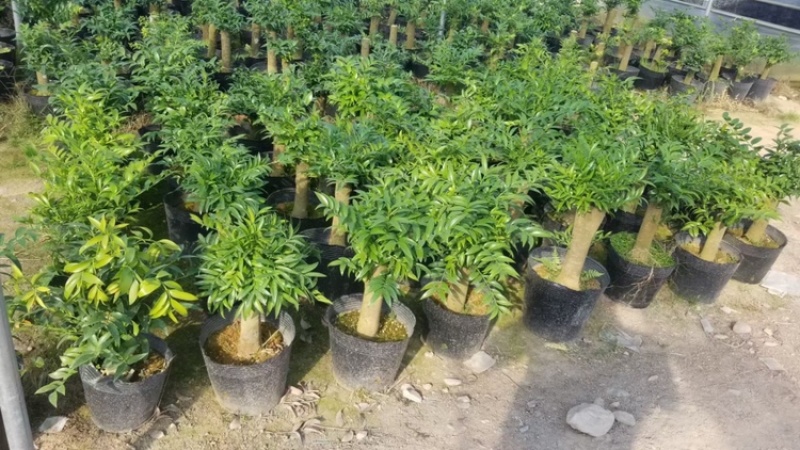 竹柏树桩货源永福花卉基本直销