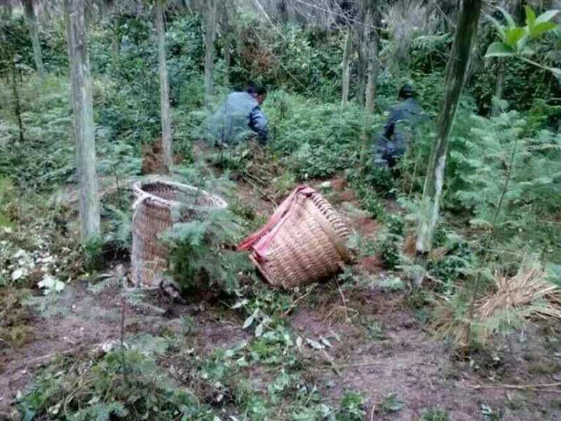 供应鸡爪连黄连种苗黄连苗子华中药库基地直供黄连苗移栽苗黄