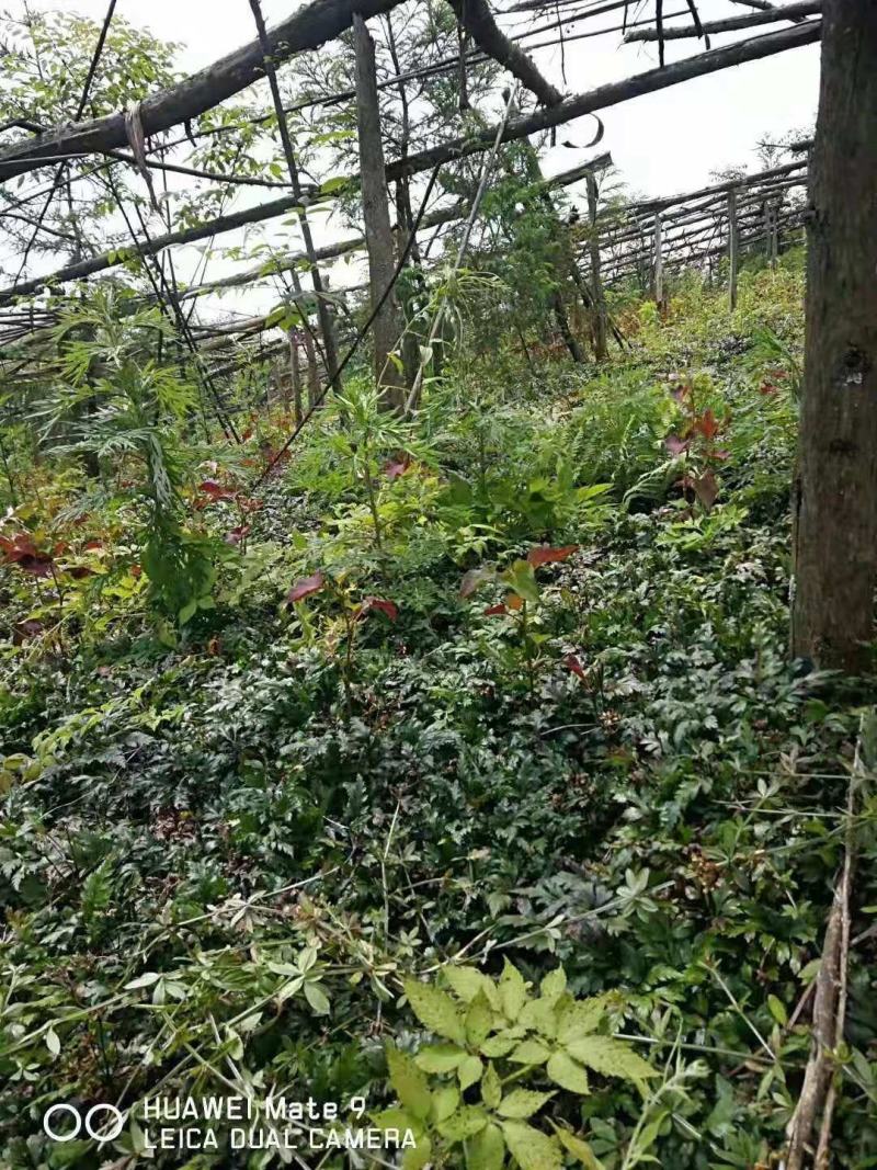 供应鸡爪连黄连种苗黄连苗子华中药库基地直供黄连苗移栽苗黄