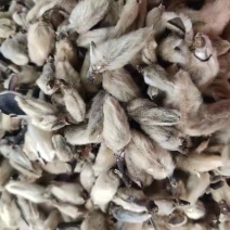 辛夷花辛夷桃天然干货辛夷花一公斤起发货