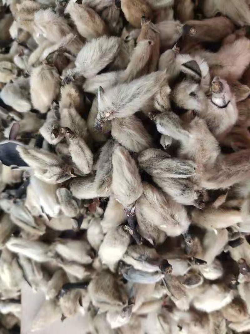 辛夷花辛夷桃天然干货辛夷花一公斤起发货