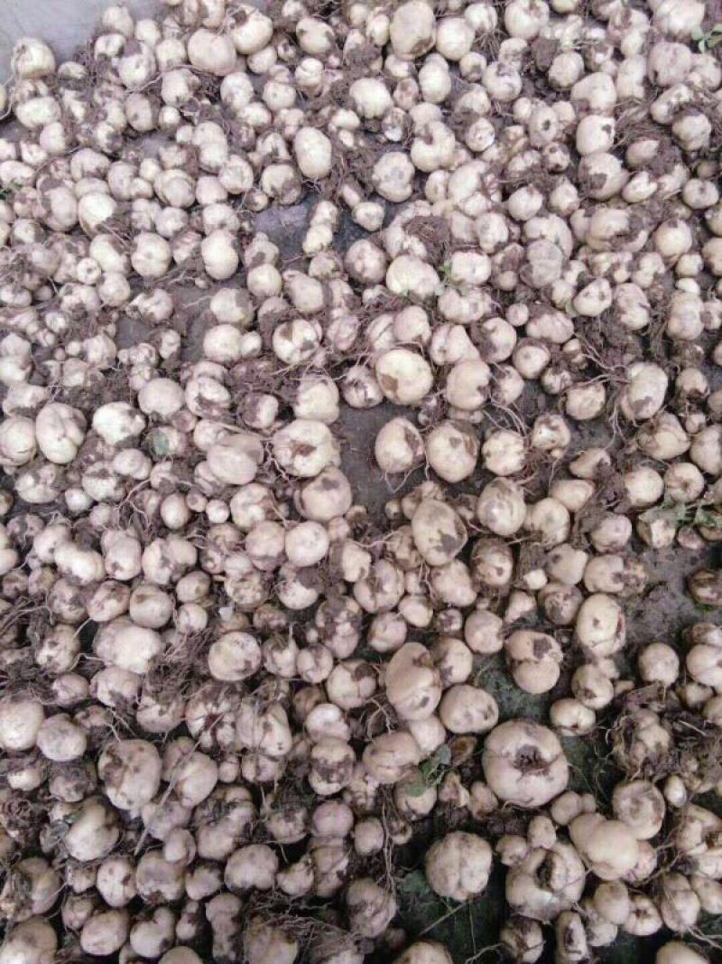 供应贝母种子川贝母个子贝母种贝母种鲜货川贝母。