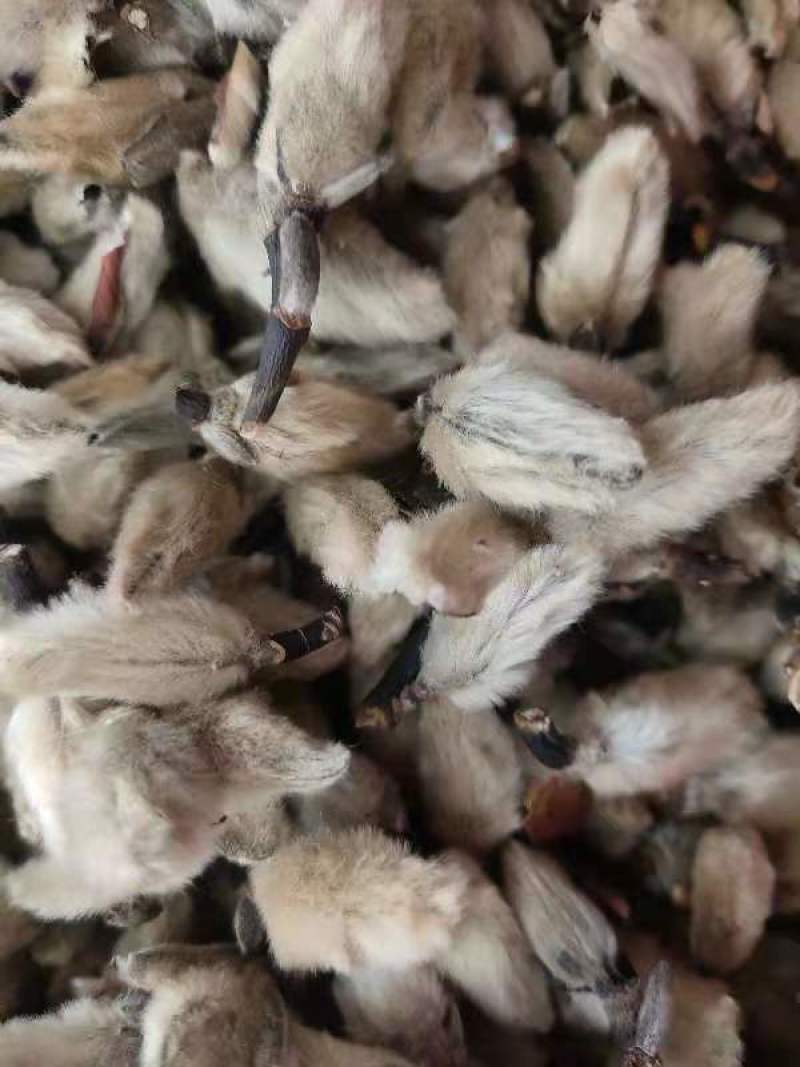 辛夷花辛夷桃天然干货辛夷花一公斤起发货