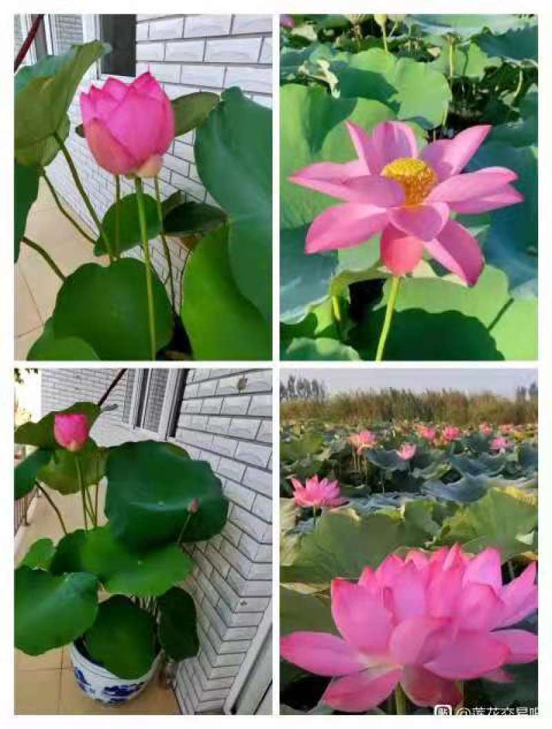 河北深水红莲现挖现卖质量保证成活率高一手货源全国发货量大