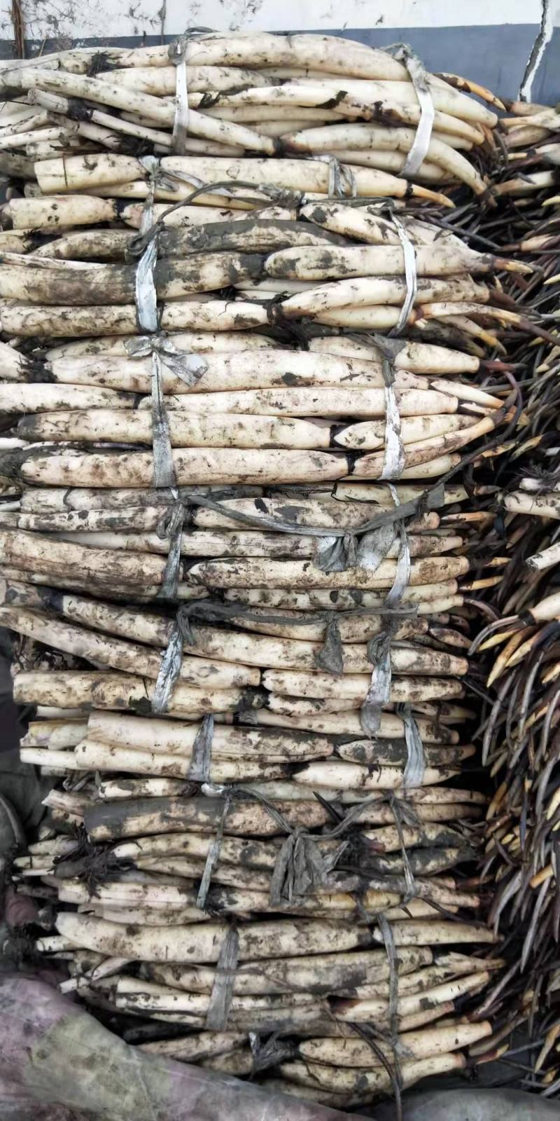 河北深水红莲现挖现卖质量保证成活率高一手货源全国发货量大