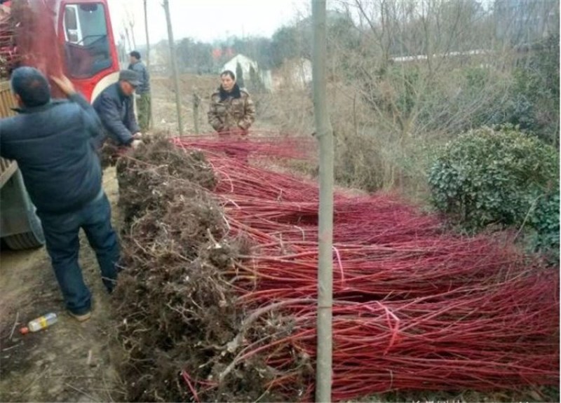 红瑞木苗红麻球规格齐全庭院道路小区别墅绿化