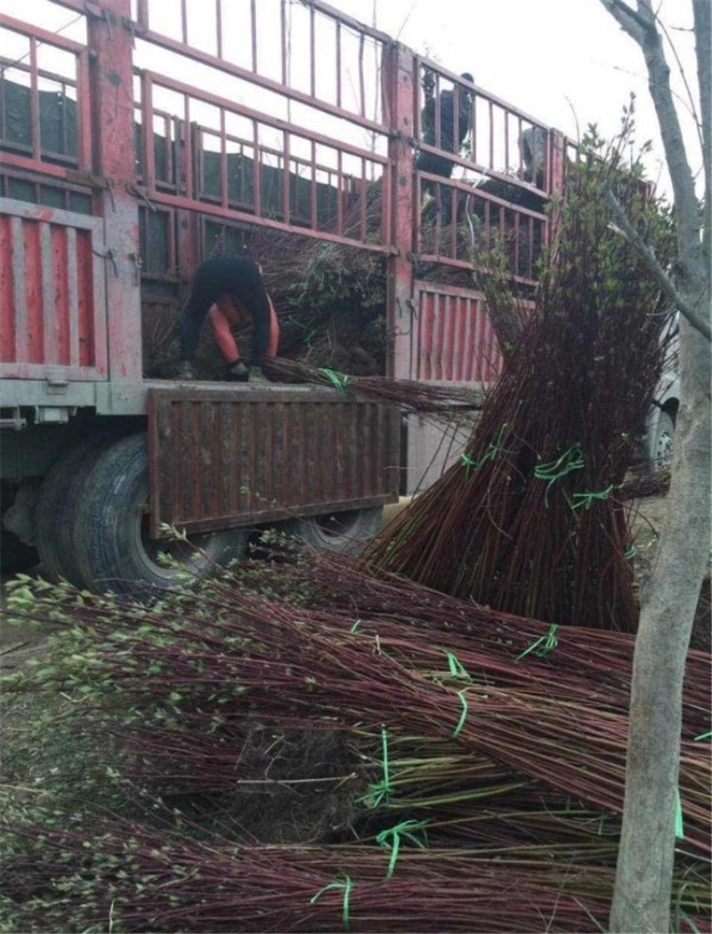 红瑞木苗红麻球规格齐全庭院道路小区别墅绿化