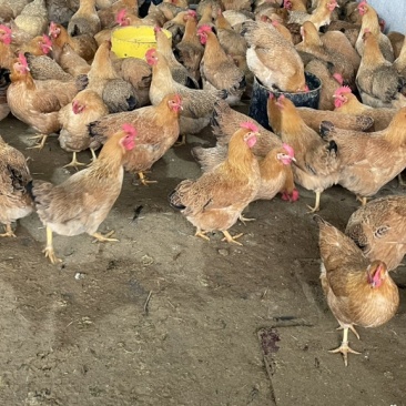 六～七个月母鸡，肉质鲜美。