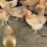 六～七个月母鸡，肉质鲜美。
