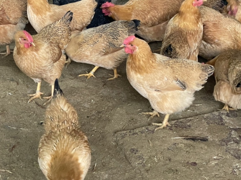 六～七个月母鸡，肉质鲜美。