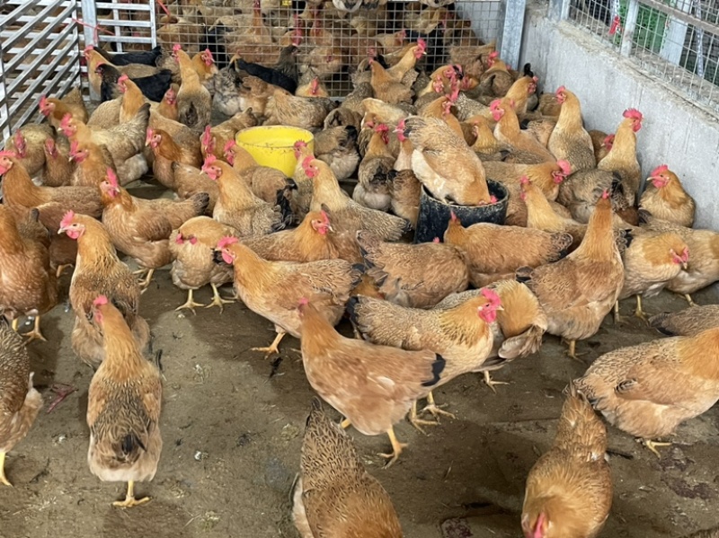 六～七个月母鸡，肉质鲜美。