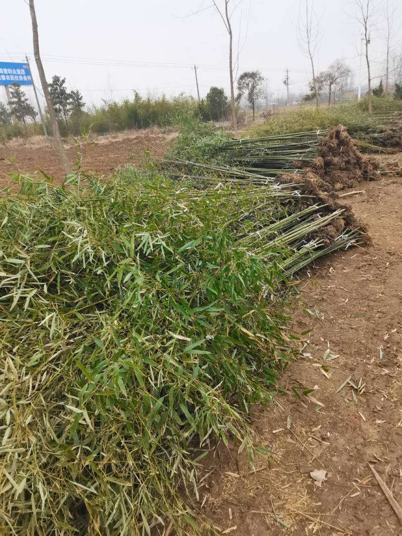 早园竹，各种规格型号大小齐全，现挖现装！！！海量大单预订