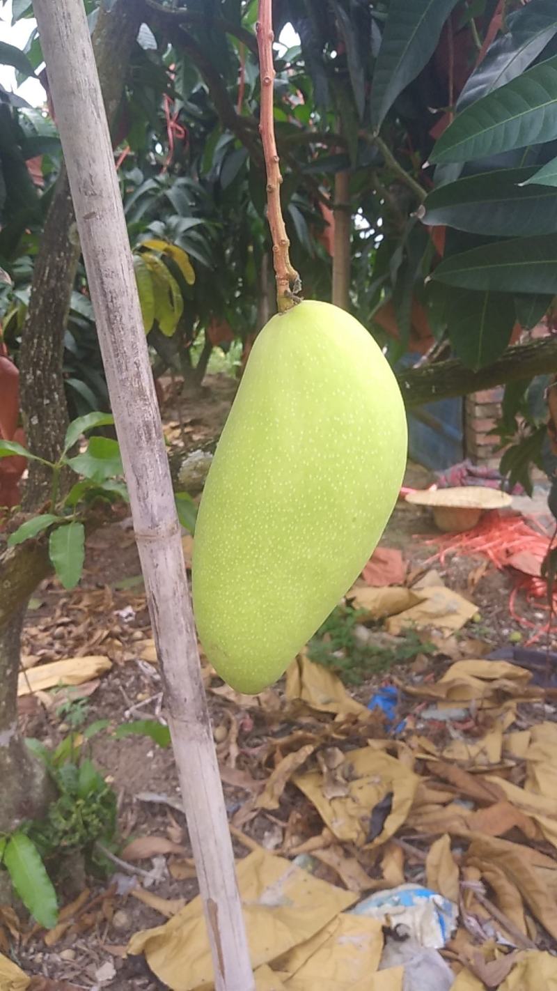 海南金煌芒果(A级果)