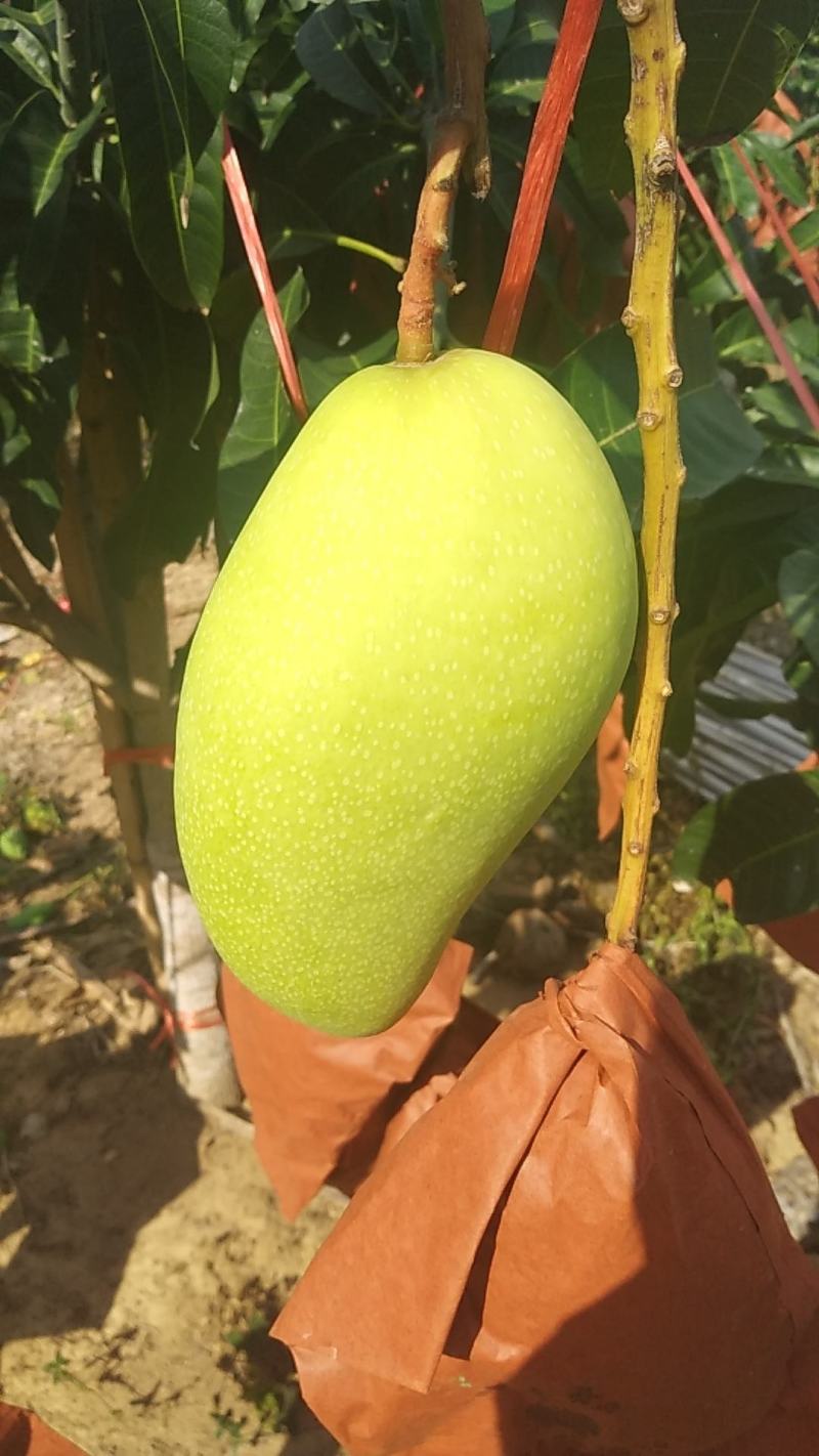 海南金煌芒果(A级果)