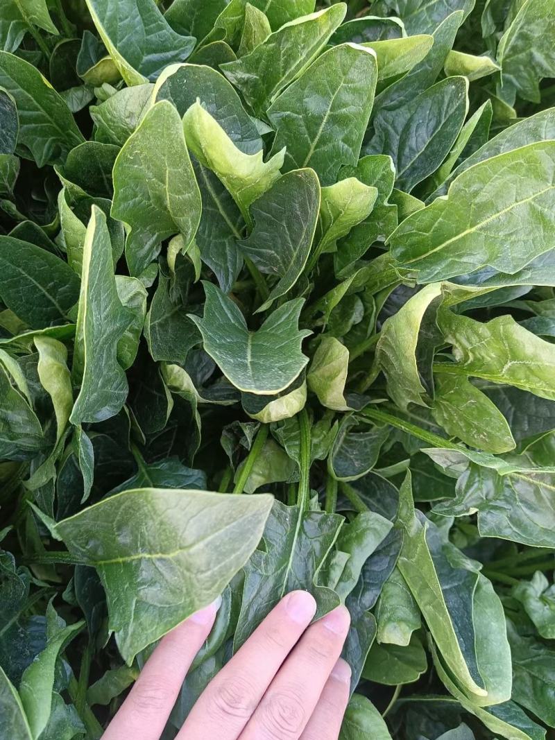 千亩基地菠菜大小叶优质货源，货源充足。欢迎前来选购