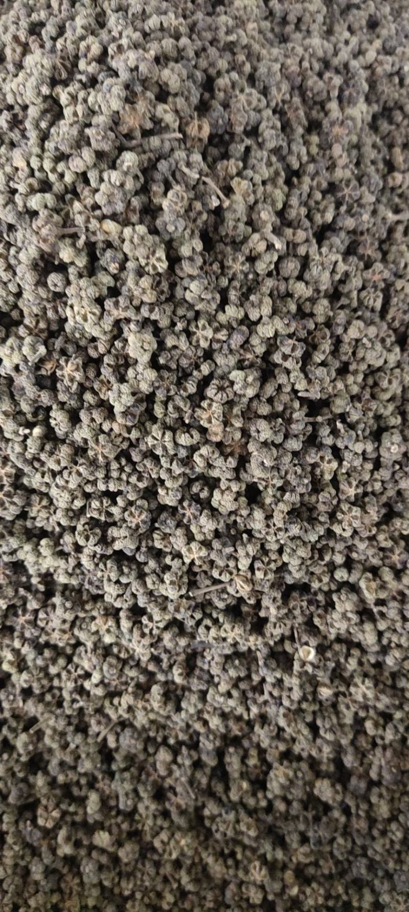 吴茱萸茶辣漆辣子吴茱芋米辣子臭辣子大中小花都有