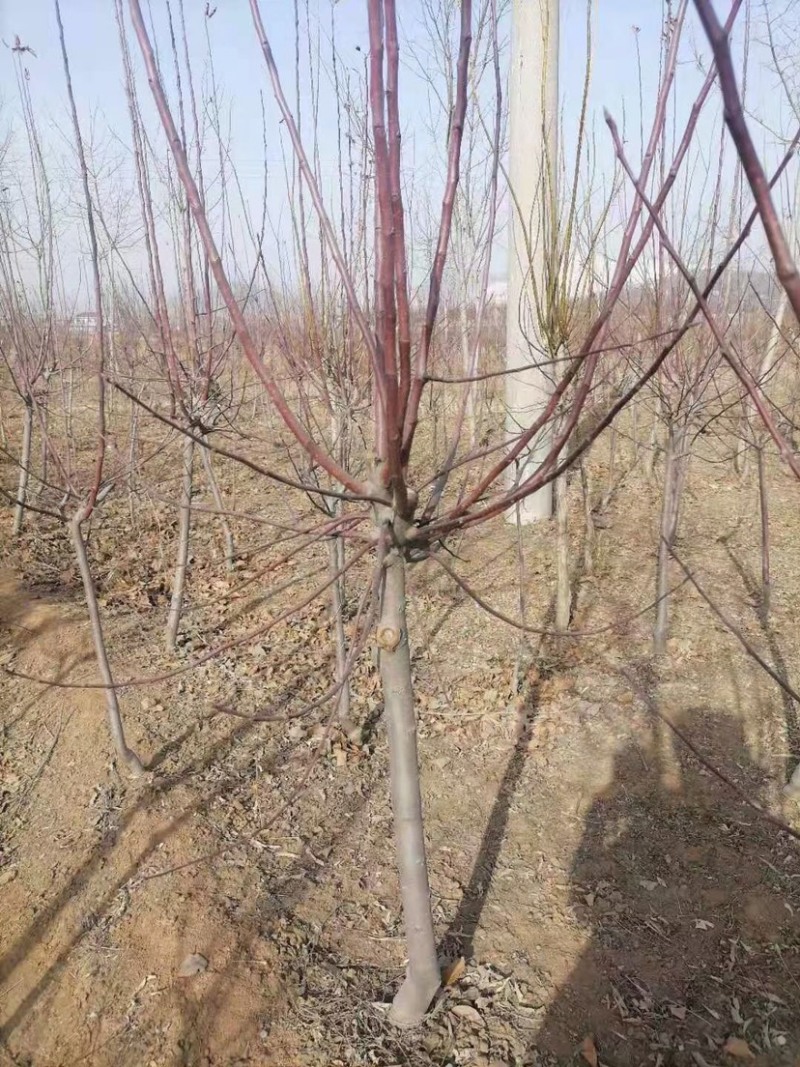 西府海棠树苗北美海棠树苗，嫁接
