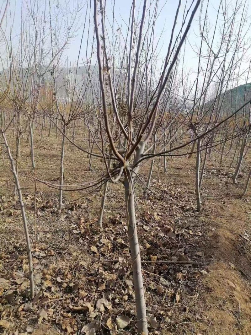梨树苗品种齐全规格全
