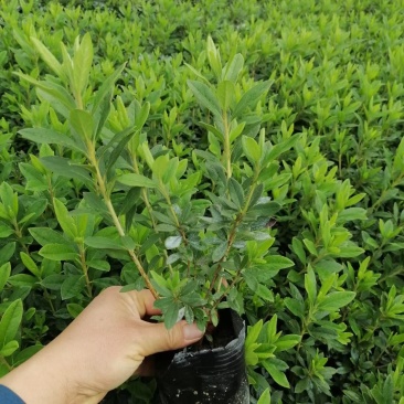 130规格毛鹃，基地批发价格