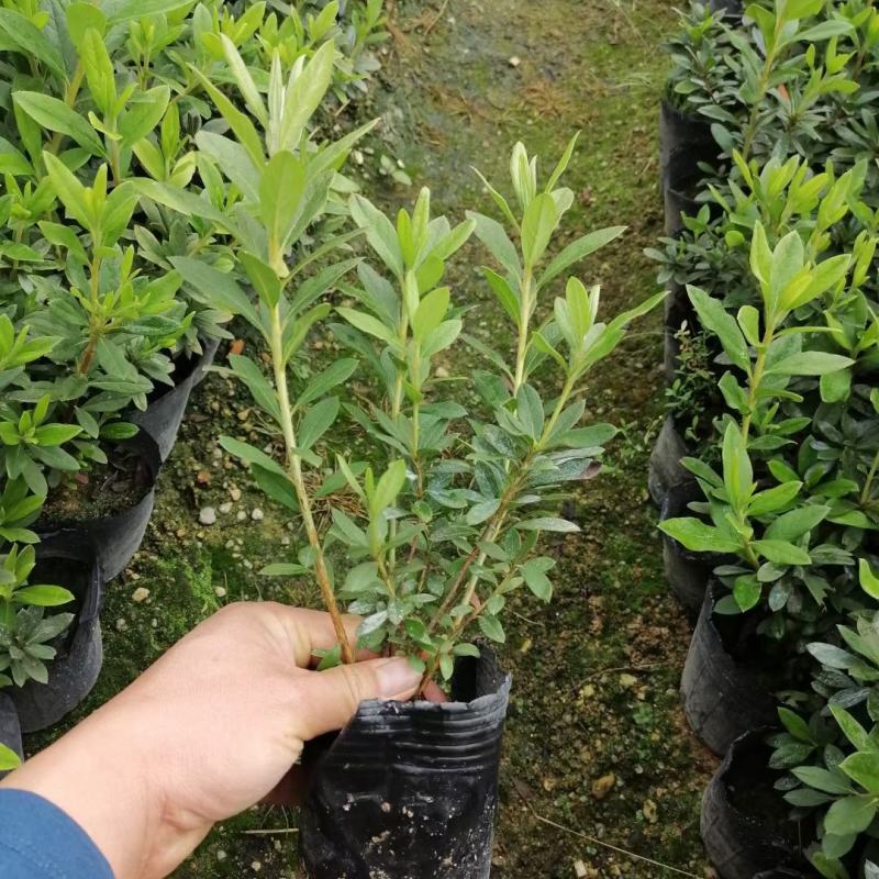 130规格毛鹃，基地批发价格