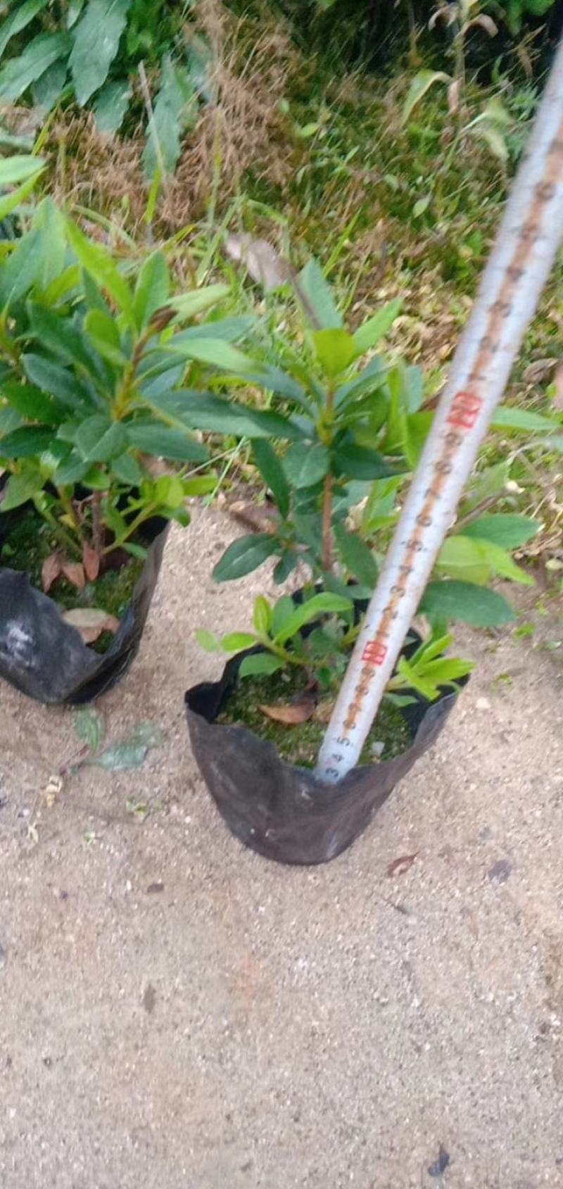 130规格毛鹃，基地批发价格