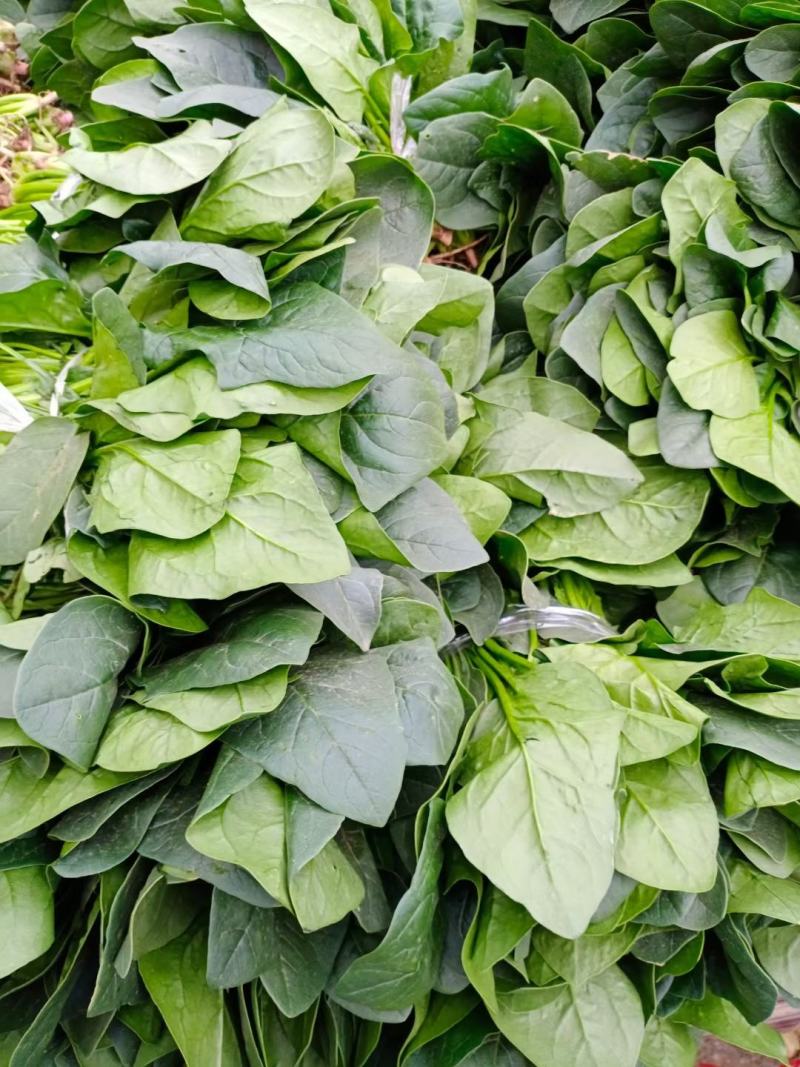 千亩基地菠菜大小叶优质货源，货源充足。欢迎前来选购