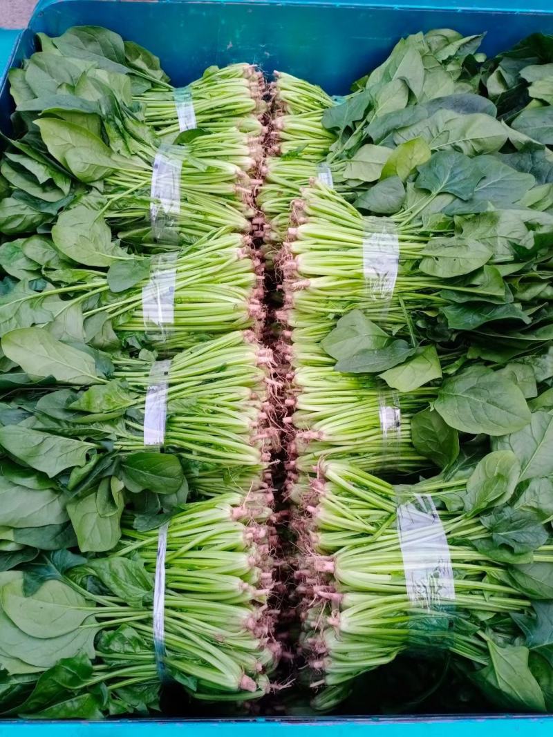 千亩基地菠菜大小叶优质货源，货源充足。欢迎前来选购