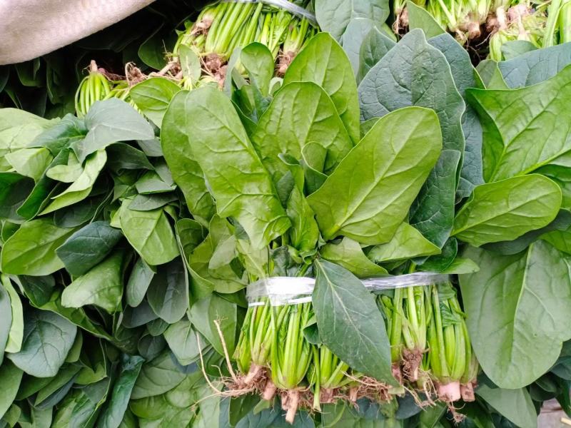 千亩基地菠菜大小叶优质货源，货源充足。欢迎前来选购