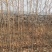 山杏树苗成品杏树苗量大