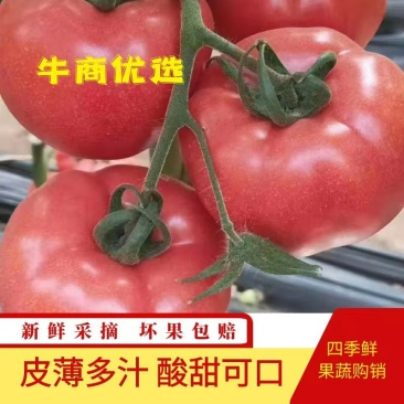 基地直供新鲜采摘硬粉西红柿，沙瓤多汁，口感酸甜，欢迎来电