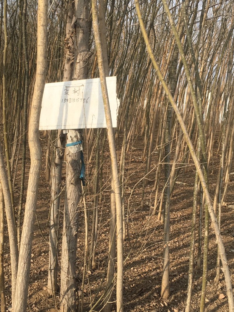 红枫树苗观赏价值投资收益