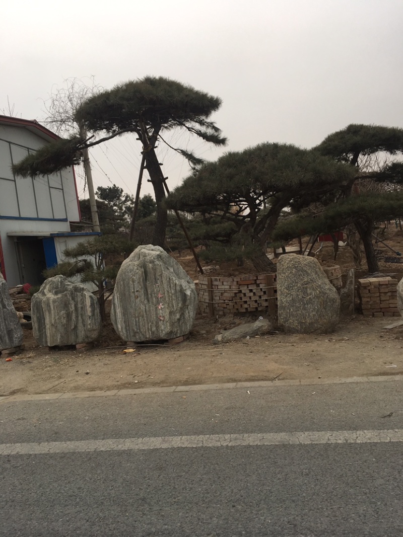 红枫树苗观赏价值投资收益