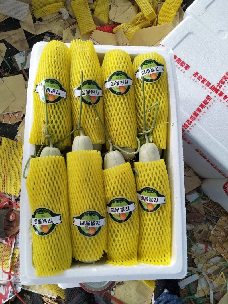 【推荐】山东甜瓜，博洋61甜瓜，大量上市，诚信代发