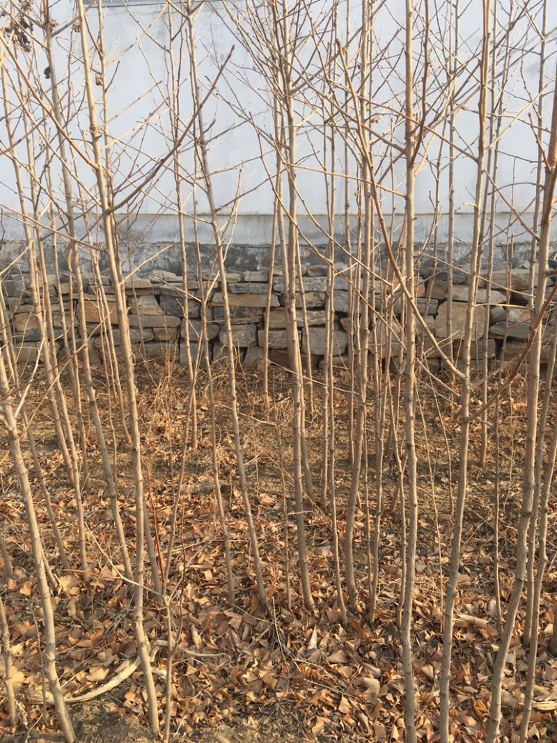 梨树苗新品种梨树苗梨树